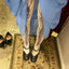 Tempest Gothic Graphic Pantyhose